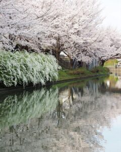 伏見十石舟、桜巡り、屋形船、4月春京都府京都市の観光・撮影スポットの名所