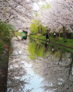 伏見十石舟、桜巡り、屋形船、4月春京都府京都市の観光・撮影スポットの名所