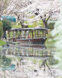 伏見十石舟、桜巡り、屋形船、4月春京都府京都市の観光・撮影スポットの名所
