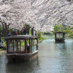 伏見十石舟、桜巡り、屋形船、4月春京都府京都市の観光・撮影スポットの名所