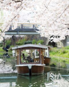 伏見十石舟、桜巡り、屋形船、4月春京都府京都市の観光・撮影スポットの名所