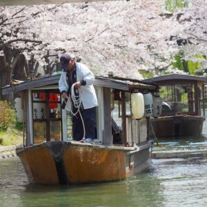伏見十石舟、桜巡り、屋形船、4月春京都府京都市の観光・撮影スポットの名所