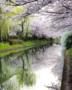 伏見十石舟、桜巡り、屋形船、4月春京都府京都市の観光・撮影スポットの名所