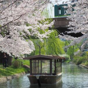 伏見十石舟、桜巡り、屋形船、4月春京都府京都市の観光・撮影スポットの名所