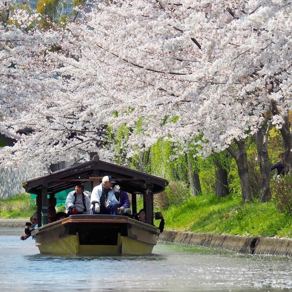 伏見十石舟、桜巡り、屋形船、4月春京都府京都市の観光・撮影スポットの名所
