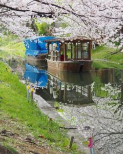 伏見十石舟、桜巡り、屋形船、4月春京都府京都市の観光・撮影スポットの名所