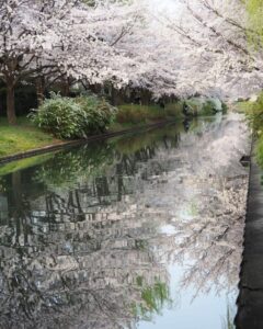 伏見十石舟、桜巡り、屋形船、4月春京都府京都市の観光・撮影スポットの名所