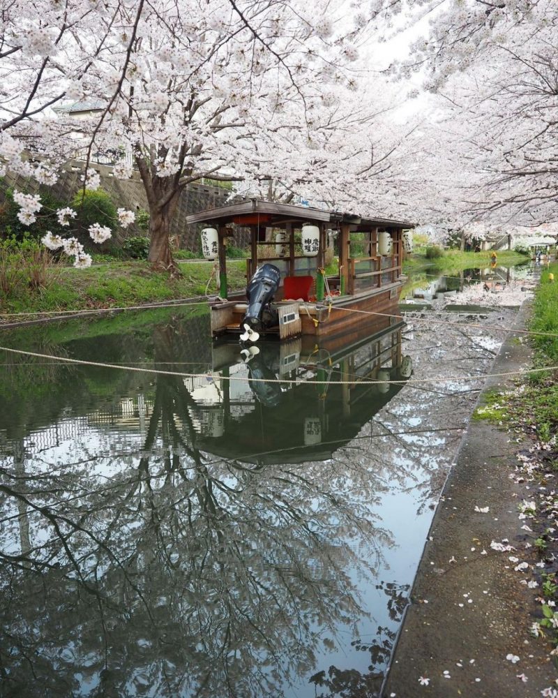 伏見十石舟、桜巡り、屋形船、4月春京都府京都市の観光・撮影スポットの名所