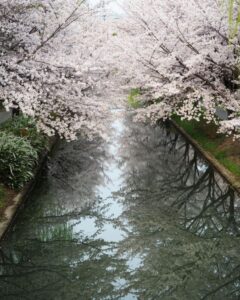 伏見十石舟、桜巡り、屋形船、4月春京都府京都市の観光・撮影スポットの名所