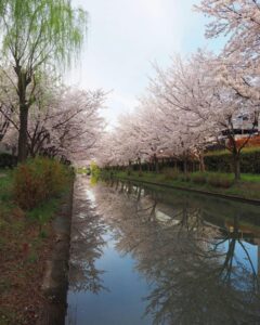 伏見十石舟、桜巡り、屋形船、4月春京都府京都市の観光・撮影スポットの名所
