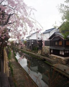八幡堀めぐり・桜・屋形舟・4月春、滋賀県近江八幡市の観光・撮影スポットの名所