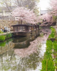 八幡堀めぐり・桜・屋形舟・4月春、滋賀県近江八幡市の観光・撮影スポットの名所