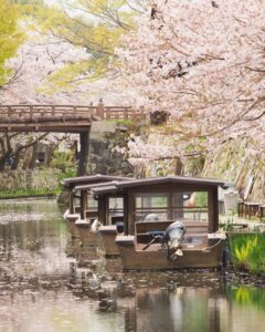 八幡堀めぐり・桜・屋形舟・4月春、滋賀県近江八幡市の観光・撮影スポットの名所