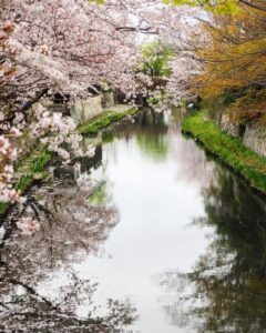 八幡堀めぐり・桜・屋形舟・4月春、滋賀県近江八幡市の観光・撮影スポットの名所