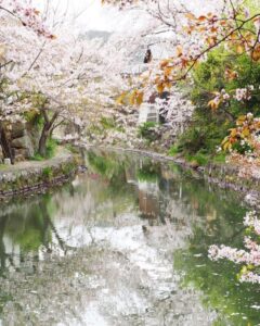 八幡堀めぐり・桜・屋形舟・4月春、滋賀県近江八幡市の観光・撮影スポットの名所