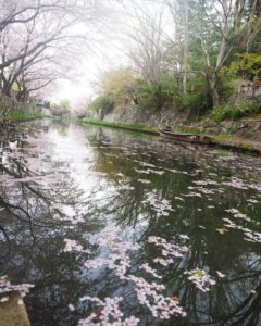 八幡堀めぐり・桜・屋形舟・4月春、滋賀県近江八幡市の観光・撮影スポットの名所