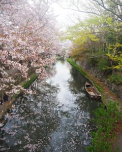 八幡堀めぐり・桜・屋形舟・4月春、滋賀県近江八幡市の観光・撮影スポットの名所