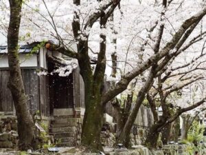 八幡堀めぐり・桜・屋形舟・4月春、滋賀県近江八幡市の観光・撮影スポットの名所