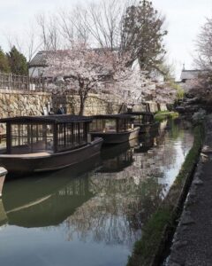 八幡堀めぐり・桜・屋形舟・4月春、滋賀県近江八幡市の観光・撮影スポットの名所