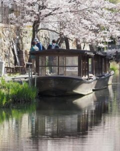 八幡堀めぐり・桜・屋形舟・4月春、滋賀県近江八幡市の観光・撮影スポットの名所