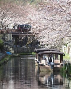 八幡堀めぐり・桜・屋形舟・4月春、滋賀県近江八幡市の観光・撮影スポットの名所