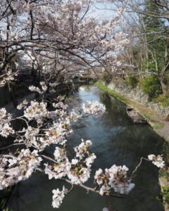 八幡堀めぐり・桜・屋形舟・4月春、滋賀県近江八幡市の観光・撮影スポットの名所