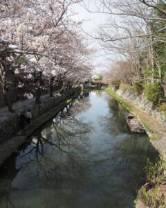 八幡堀めぐり・桜・屋形舟・4月春、滋賀県近江八幡市の観光・撮影スポットの名所