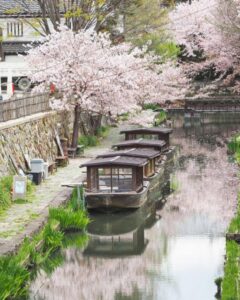 八幡堀めぐり・桜・屋形舟・4月春、滋賀県近江八幡市の観光・撮影スポットの名所