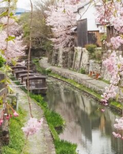 八幡堀めぐり・桜・屋形舟・4月春、滋賀県近江八幡市の観光・撮影スポットの名所
