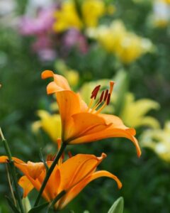 可睡ゆり園、6月夏の花、静岡県袋井市の観光・撮影スポットの名所