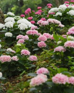 可睡ゆり園、あじさい、6月夏の花、静岡県袋井市の観光・撮影スポットの名所