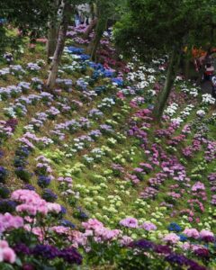 可睡ゆり園、あじさい、6月夏の花、静岡県袋井市の観光・撮影スポットの名所