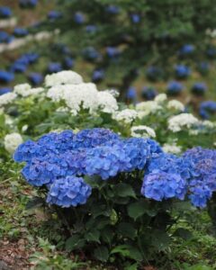 可睡ゆり園、あじさい、6月夏の花、静岡県袋井市の観光・撮影スポットの名所