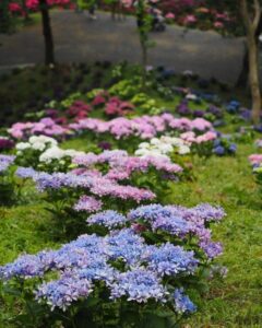 可睡ゆり園、あじさい、6月夏の花、静岡県袋井市の観光・撮影スポットの名所