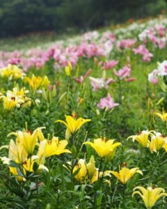 可睡ゆり園、6月夏の花、静岡県袋井市の観光・撮影スポットの名所