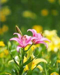 可睡ゆり園、6月夏の花、静岡県袋井市の観光・撮影スポットの名所
