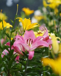 可睡ゆり園、6月夏の花、静岡県袋井市の観光・撮影スポットの名所