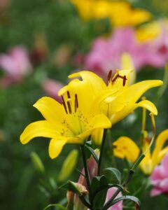 可睡ゆり園、6月夏の花、静岡県袋井市の観光・撮影スポットの名所