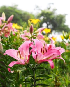 可睡ゆり園、6月夏の花、静岡県袋井市の観光・撮影スポットの名所