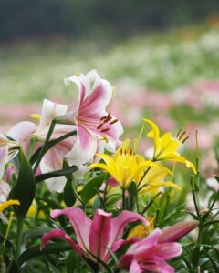 可睡ゆり園、6月夏の花、静岡県袋井市の観光・撮影スポットの名所