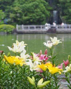 可睡ゆり園、6月夏の花、静岡県袋井市の観光・撮影スポットの名所