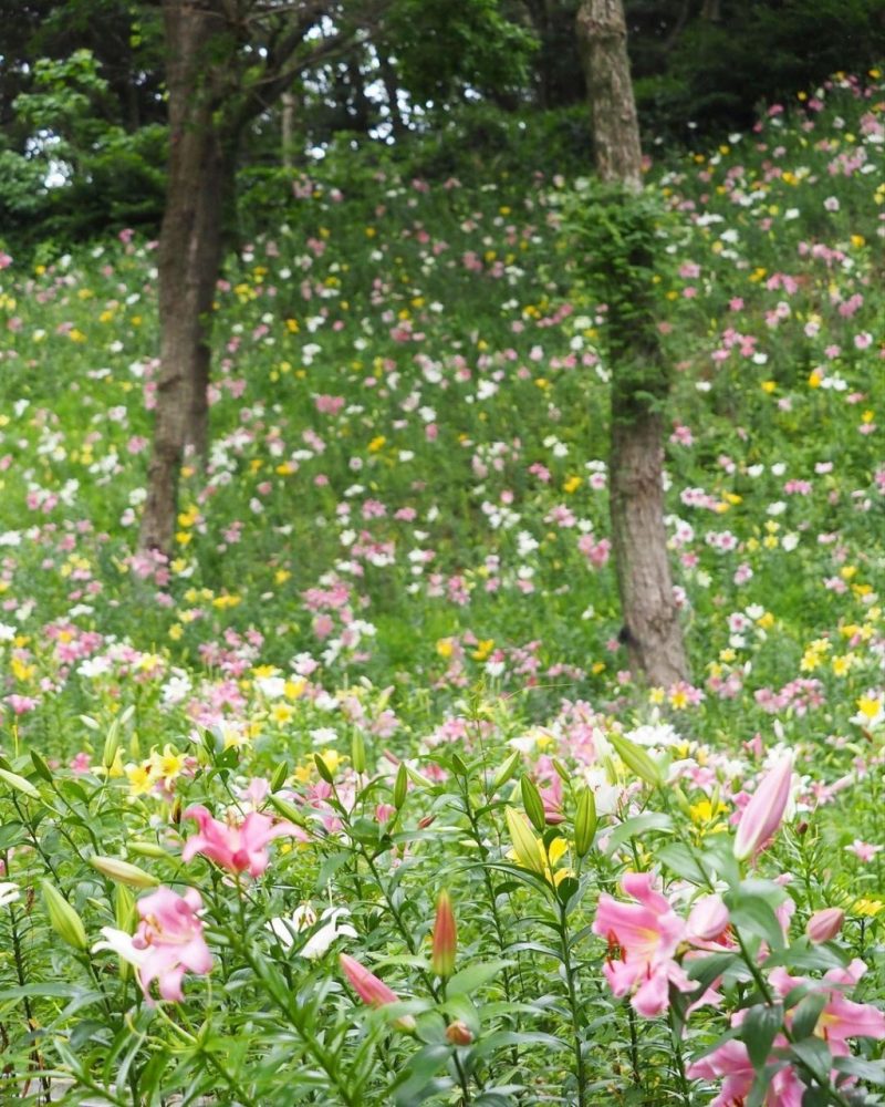 可睡ゆり園、6月夏の花、静岡県袋井市の観光・撮影スポットの名所
