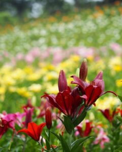 可睡ゆり園、6月夏の花、静岡県袋井市の観光・撮影スポットの名所