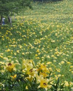 可睡ゆり園、6月夏の花、静岡県袋井市の観光・撮影スポットの名所