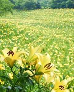 可睡ゆり園、6月夏の花、静岡県袋井市の観光・撮影スポットの名所