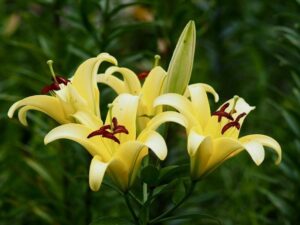 可睡ゆり園、6月夏の花、静岡県袋井市の観光・撮影スポットの名所