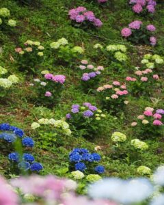 可睡ゆり園、あじさい、6月夏の花、静岡県袋井市の観光・撮影スポットの名所