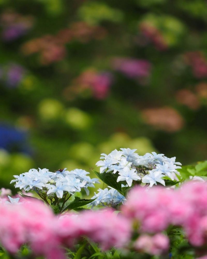 可睡ゆり園、あじさい、6月夏の花、静岡県袋井市の観光・撮影スポットの名所