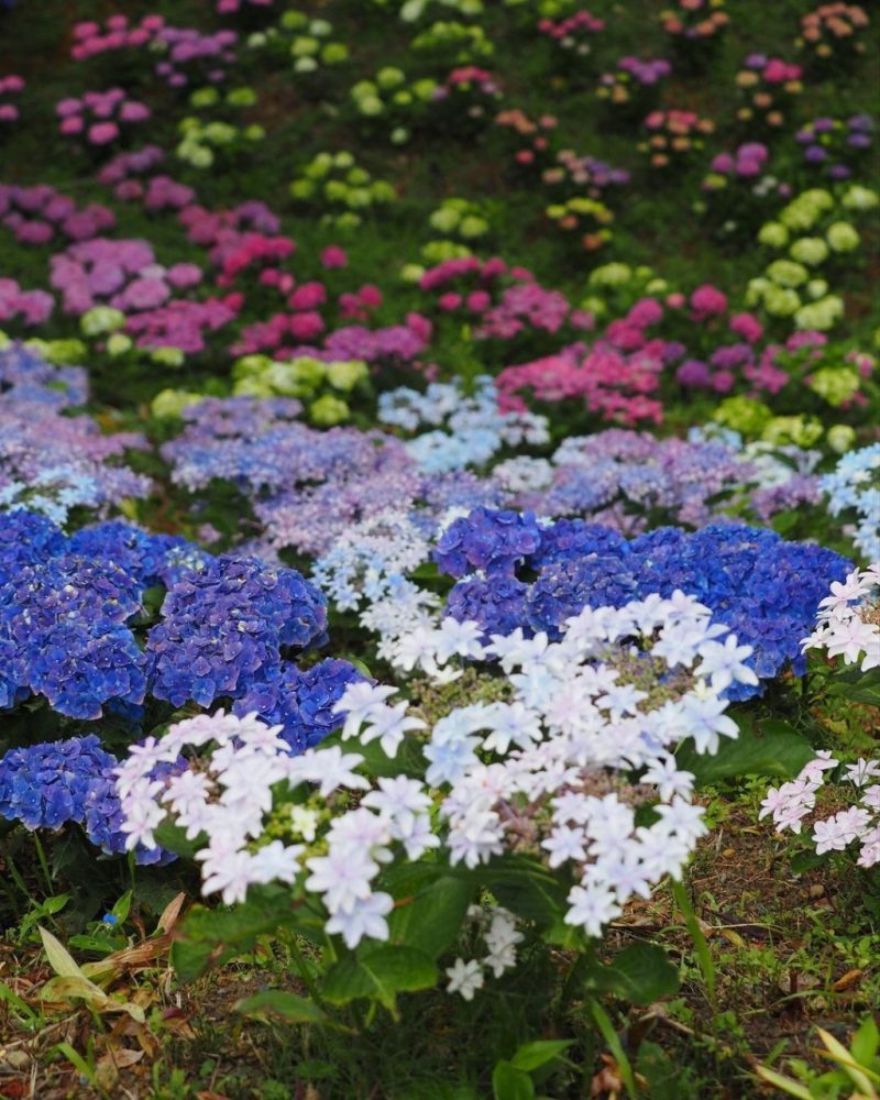 可睡ゆり園、あじさい、6月夏の花、静岡県袋井市の観光・撮影スポットの名所