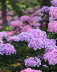 可睡ゆり園、あじさい、6月夏の花、静岡県袋井市の観光・撮影スポットの名所